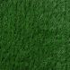 Искусственная трава Congrass Apollo 60